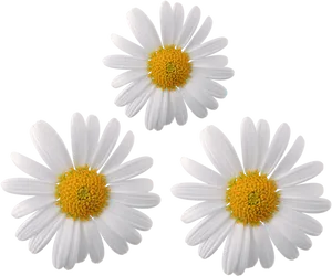 Three White Daisieson Grey Background PNG Image