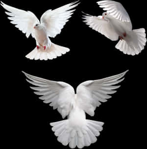 Three White Doves In Flight PNG image with transparent background