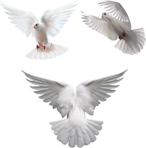 Three White Doves In Flight PNG Image