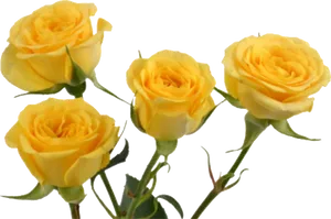 Three Yellow Roses Transparent Background PNG Image