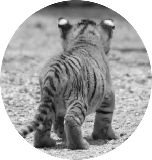 Tiger Cub Walking Away PNG Image