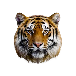 Tiger Face In Shadows Png 06252024 PNG Image