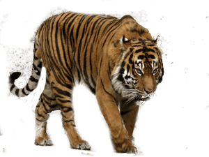Tiger Hunting Png - Sumatran Tiger PNG image with transparent background