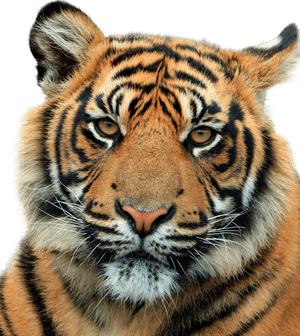 Tiger Ka PNG image with transparent background