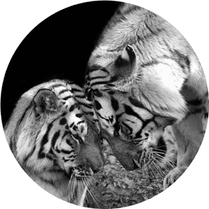 Tiger Love Siberian Tigers Black And White Print Art - Love Tiger PNG image with transparent background