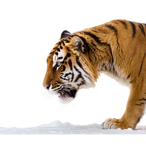 Tiger On The Prowl Png 06252024 PNG Image