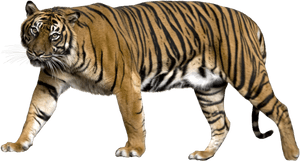 Tiger Png - Gucci Dive 'tiger' Strap Watch Ya136317 PNG image with transparent background