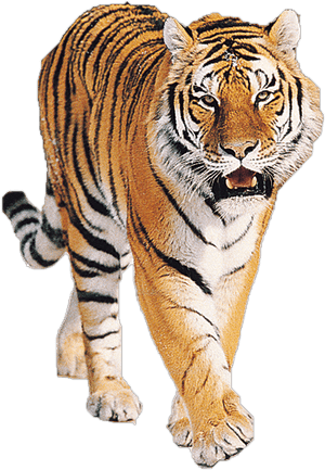 Tiger Png Imagen - Tiger Png PNG image with transparent background
