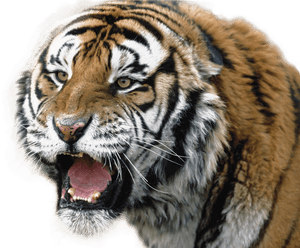 Tiger Png - White Backround Tiger New Hd PNG image with transparent background