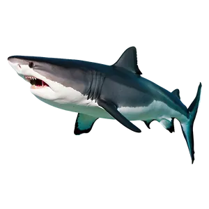 Tiger Shark Habitat Background Png Gfl75 PNG Image