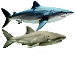 Tiger Shark Illustration Png Xms PNG Image