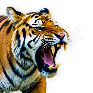 Tiger Showing Teeth Png Rwm PNG Image