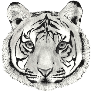 Tiger PNG image with transparent background