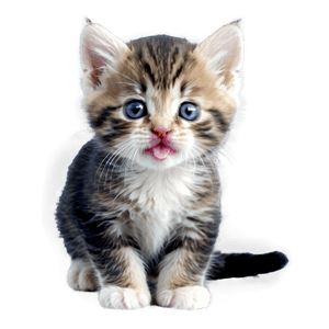 Tiny Kitten PNG 05232024 PNG image with transparent background