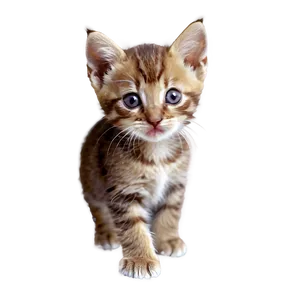 Tiny Kitten Png 97 PNG Image