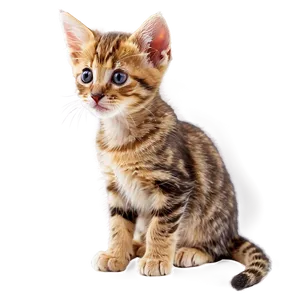 Tiny Kitten Png Gxu10 PNG Image