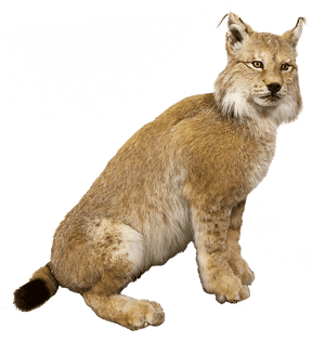 To Medium-sized Cat,terrestrial Animal,animal Figure,cat,big - Hiúz Png, Transparent Png PNG image with transparent background