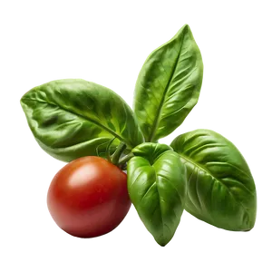 Tomato Basil Leaves Png Lsi92 PNG Image