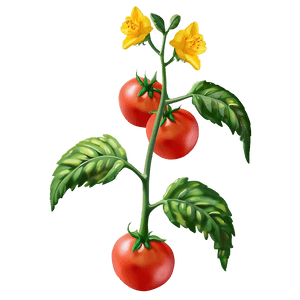 Tomato Plant Flower PNG ukd97 PNG