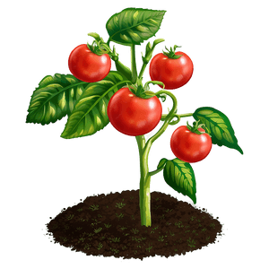 Tomato Plant Garden PNG lnt70 PNG