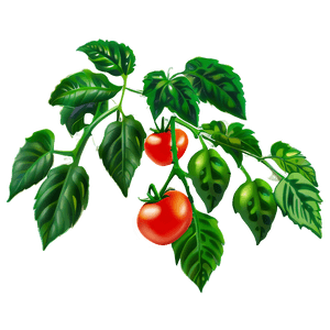 Tomato Plant Leaves PNG esf22 PNG