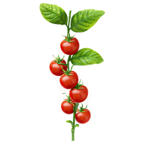 Tomato Plant Leaves PNG pvk35 PNG