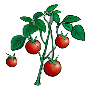 Tomato Plant Seedlings PNG 06212024 PNG