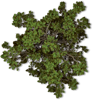 Top Down Viewof Tree Canopy PNG Image