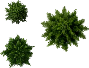 Top View Green Trees Isolatedon Black PNG Image