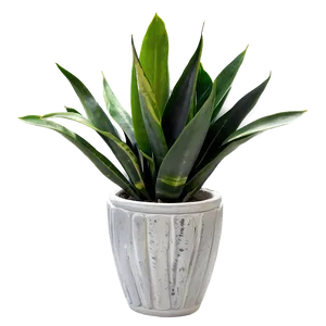 Top View Snake Plant Png 06122024 PNG Image