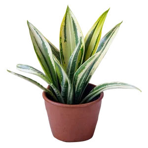 Top View Snake Plant Png Xgf PNG Image