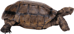 Tortoise Side View Transparent Background PNG image with transparent background