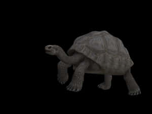 Tortoiseon Black Background PNG image with transparent background