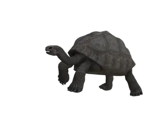 Tortoiseon Black Background PNG Image