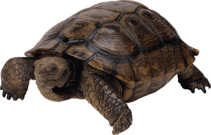 Tortoiseon Transparent Background.png PNG image with transparent background