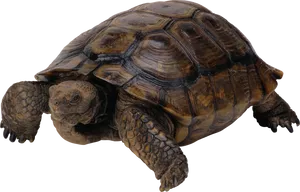 Tortoiseon Transparent Background.png PNG Image