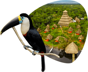 Amazon Rainforest Trip 1 Min - Amazonas Fauna Png, Transparent Png PNG image with transparent background