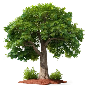 Towering Elm Tree Png Vuj31 PNG Image