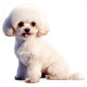 Toy Poodle Artwork PNG ogw PNG image with transparent background