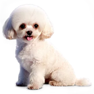 Toy Poodle Artwork Png Ogw PNG Image