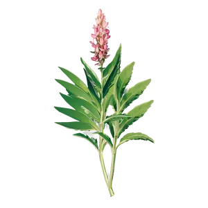 Traditional Herb Png 71 PNG Image