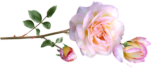 Tranquil Pink Rose Branch PNG image with transparent background