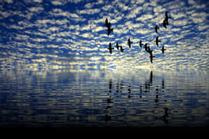 Tranquil_ Sea_and_ Sky_with_ Birds PNG image with transparent background