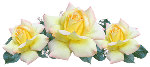 Tranquil Yellow Roses PNG image with transparent background