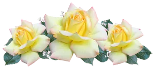 Tranquil Yellow Roses PNG Image