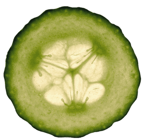 Cucumber Slice Clipart - Cucumber, HD Png Download PNG image with transparent background