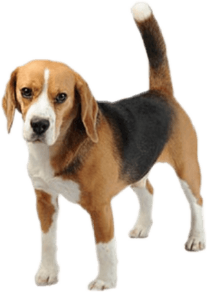 Transparent Background Beagle Png , Png Download - Beagle Png, Png Download PNG image with transparent background