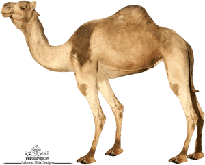 Transparent Background Camel Png, Png Download PNG image with transparent background