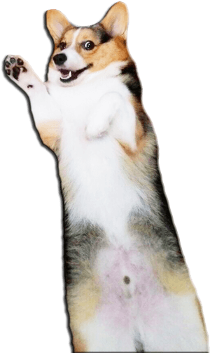 Transparent Background Corgi Clipart, HD Png Download PNG with transparent background