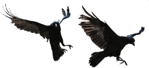 Transparent Background Raven Png - Transparent Ravens, Png Download PNG image with transparent background